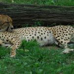 interesting_facts_about_cheetah2
