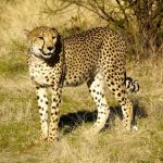 interesting_facts_about_cheetah5