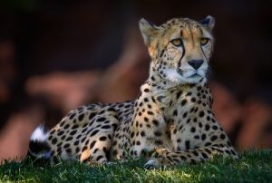 Interesting_Facts_About_Cheetah8