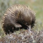 interesting_facts_about_echidna1