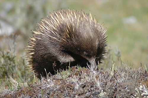 interesting_facts_about_echidna1