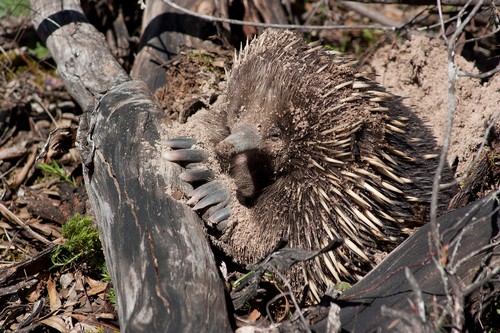 interesting_facts_about_echidna2