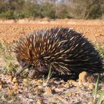 interesting_facts_about_echidna3