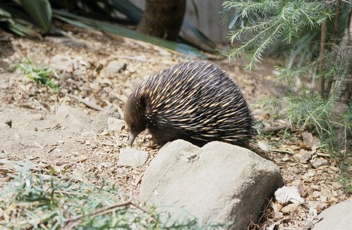 interesting_facts_about_echidna4