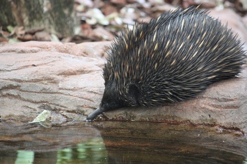 interesting_facts_about_echidna5