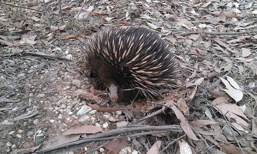 interesting_facts_about_echidna7