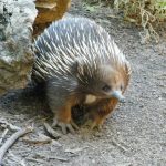 interesting_facts_about_echidna8