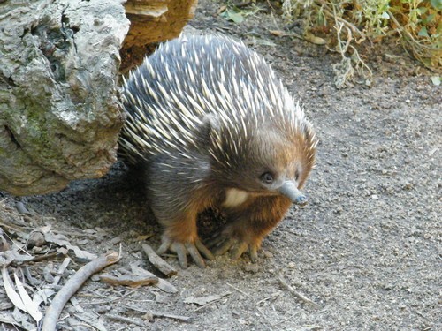 interesting_facts_about_echidna8