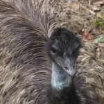 interesting_facts_about_emu1