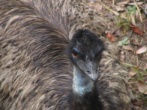 interesting_facts_about_emu1