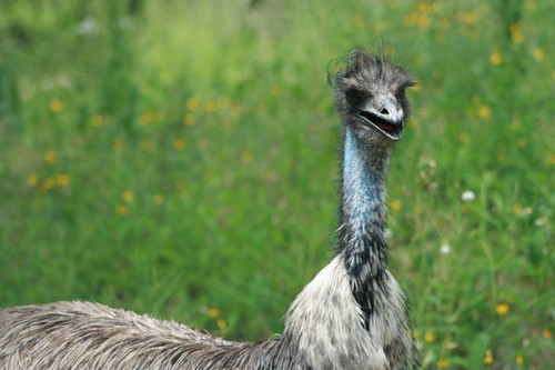 interesting_facts_about_emu2