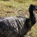 interesting_facts_about_emu3