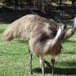 interesting_facts_about_emu4