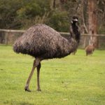 interesting_facts_about_emu6