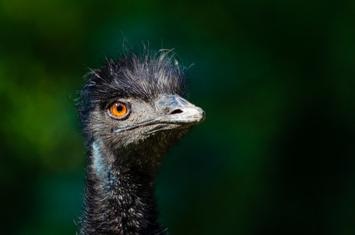 interesting_facts_about_emu7