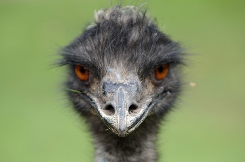 Interesting_Facts_About_Emu8-ap