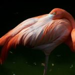 interesting_facts_about_flamingo1