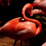 interesting_facts_about_flamingo4