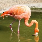 interesting_facts_about_flamingo5