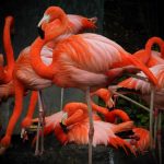 interesting_facts_about_flamingo6
