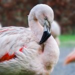 interesting_facts_about_flamingo7