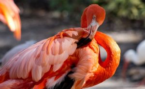 interesting_facts_about_flamingo8