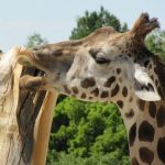 interesting_facts_about_giraffe2