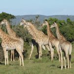 interesting_facts_about_giraffe3