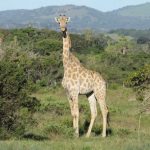 interesting_facts_about_giraffe4