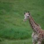 interesting_facts_about_giraffe5
