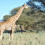 interesting_facts_about_giraffe8