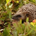 interesting_facts_about_hedgehog2