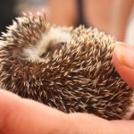 interesting_facts_about_hedgehog5