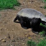 interesting_facts_about_honeybadger6