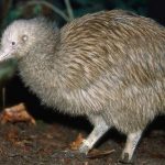interesting_facts_about_kiwi_bird5