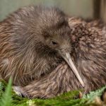interesting_facts_about_kiwi_bird6