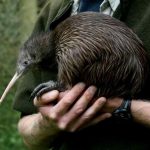 interesting_facts_about_kiwi_bird7