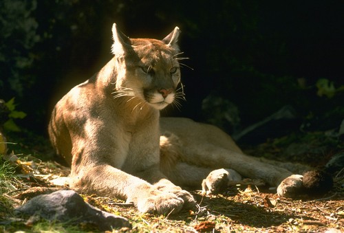 interesting_facts_about_mountain_lion4