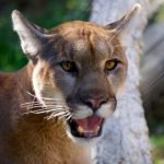 interesting_facts_about_mountain_lion6