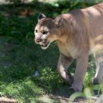 interesting_facts_about_mountain_lion7