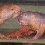 interesting_facts_about_naked_mole_rat1