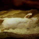 interesting_facts_about_naked_mole_rat3