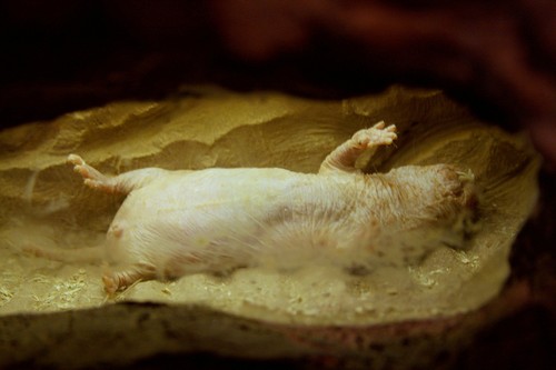 interesting_facts_about_naked_mole_rat3