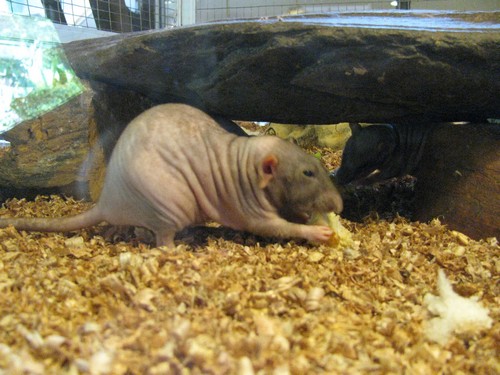 interesting_facts_about_naked_mole_rat5