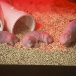 interesting_facts_about_naked_mole_rat6