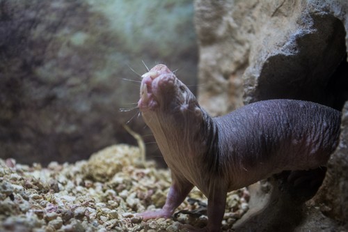 interesting_facts_about_naked_mole_rat7