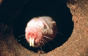 interesting_facts_about_naked_mole_rat8