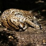 interesting_facts_about_ocelot1