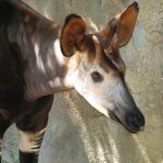 interesting_facts_about_okapi1