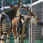 interesting_facts_about_okapi2